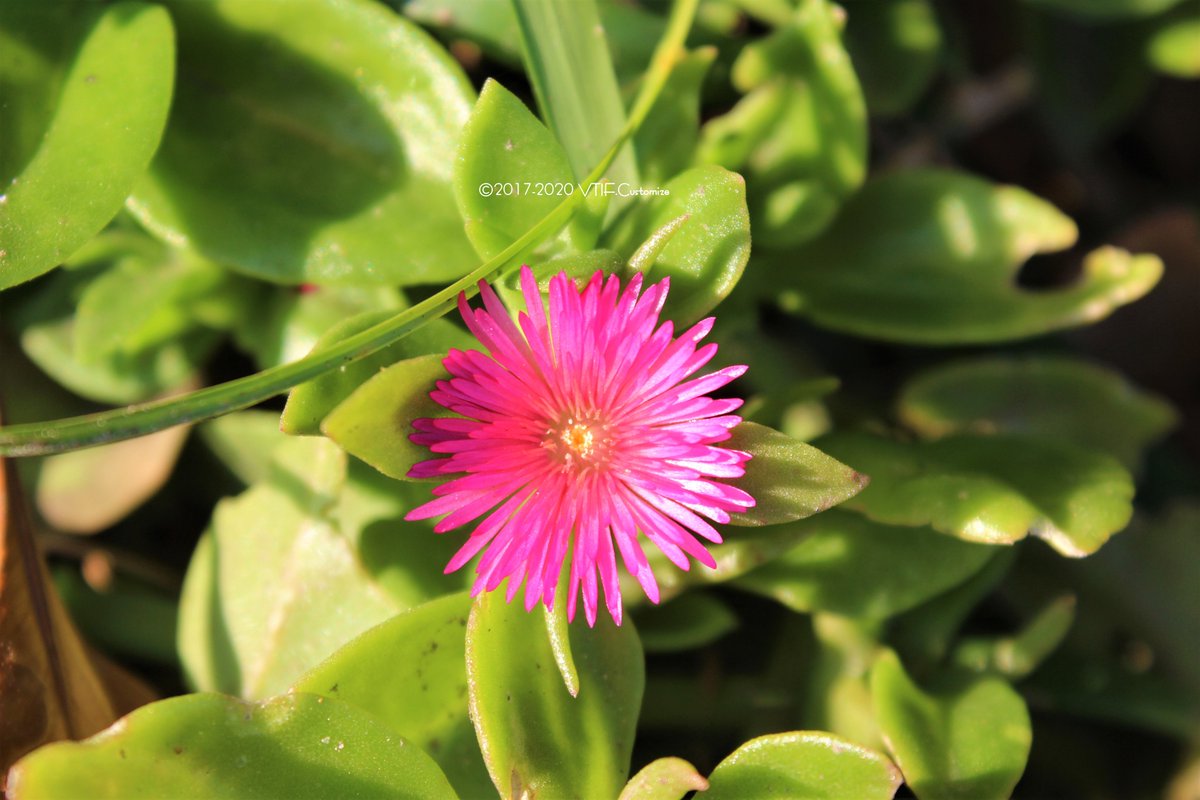 Vtifカスタマイズ ハマミズナ科 ツルナ科 アプテニア属の アプテニア 花蔓草 ハナヅルソウ ベビーサンローズ ずっと名前が分からなかったのです 可愛い子の名前が分かってスッキリ 7月19日 誕生花の一つ ベビーサンローズ 花言葉 忍耐 愛 淡い