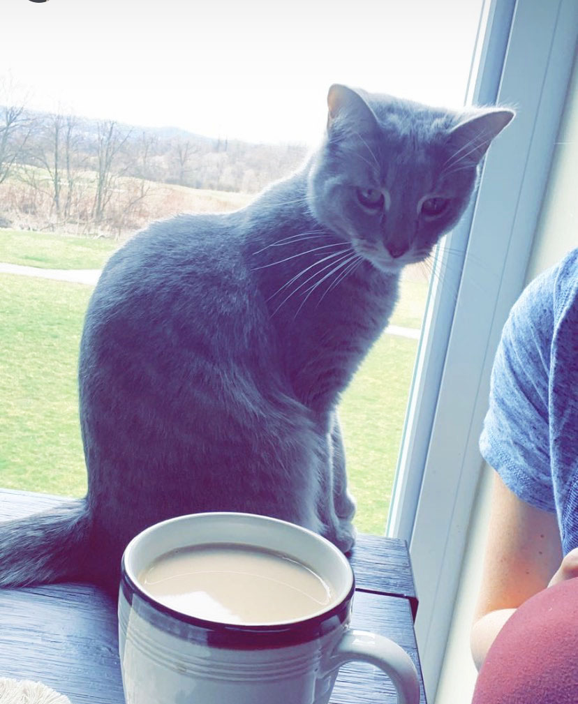 petguardinc's tweet photo. Happy Caturday 😺☕
.
.
.
#PetGuard #natural #wellness #cat #catsofinstagram #cats #catstagram #ilovemycat #cute #adorable #instacat #catlover #catoftheday #kittyfeatures #catfeatures https://t.co/Cyd8YvgATp