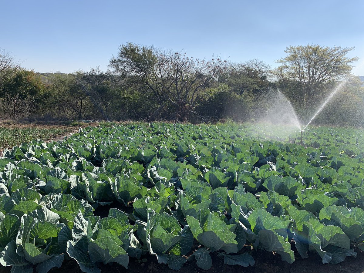 JamaKaSlwaneh's tweet photo. Life has no limitations, except the ones you make. 

#YoungAndHappy #Farming #FarmLife https://t.co/USJqnEpnZI
