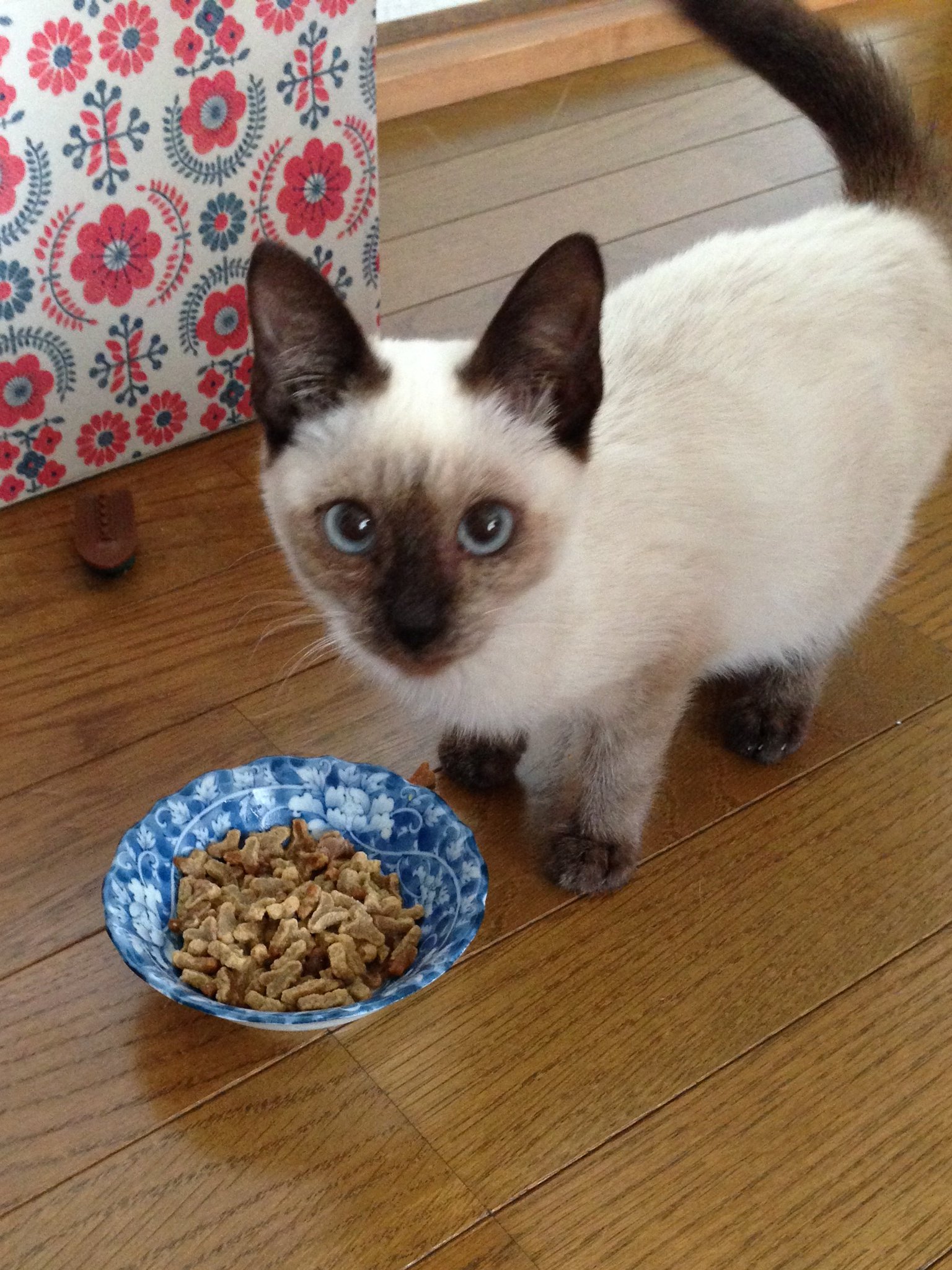 のべ子 シャム猫あずきさん シャム猫の色変わりすぎ選手権 のべ子 シャム猫あずきさん シャム猫の色変わりすぎ選手権