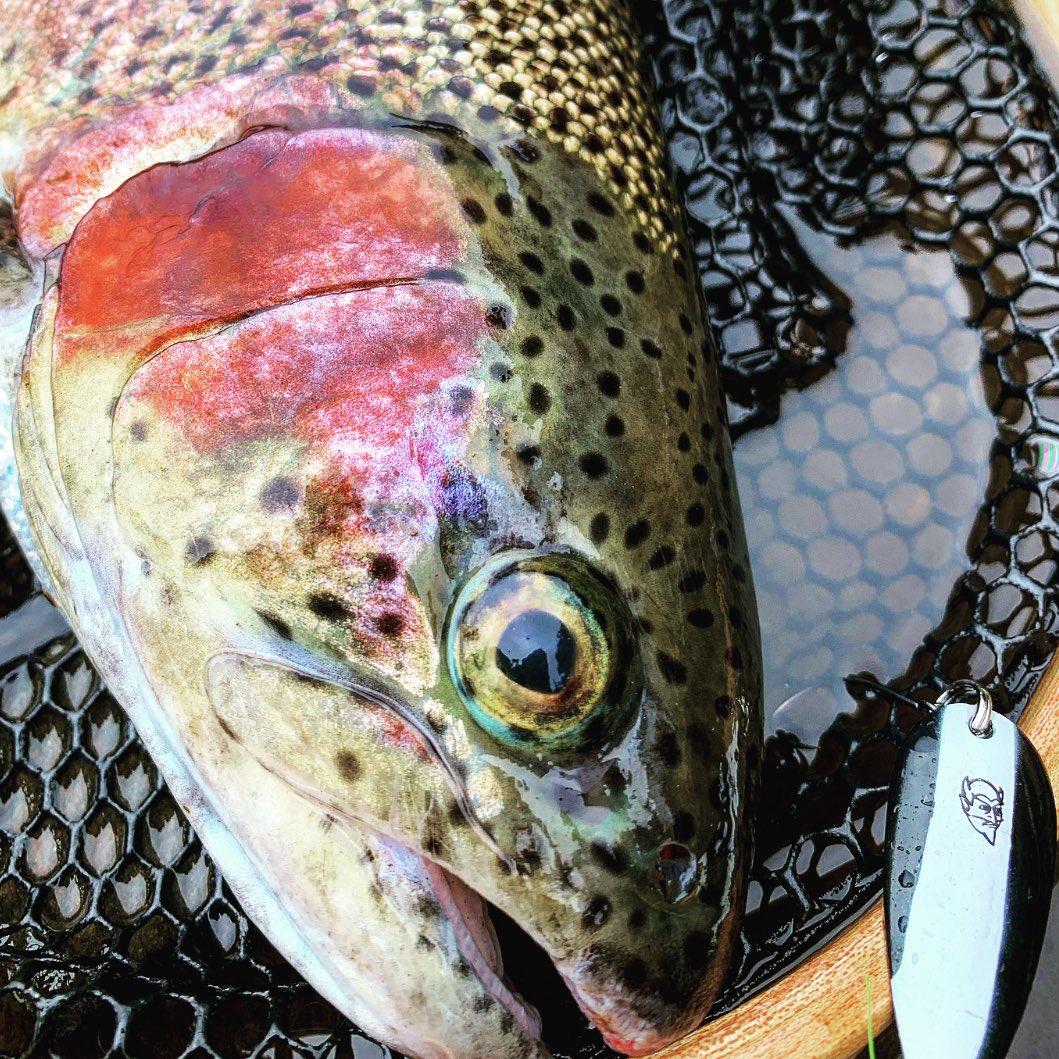 Fender6fenwick9's tweet photo. 今日はマス釣りへ☺️🎣　#ダーデブル　#dardevle #fenwick #フェンウィック　#デルタ5  #abu https://t.co/z4DEr2uXRD