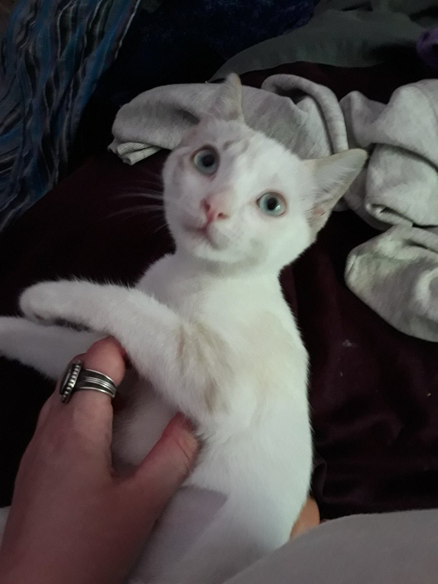 sm9eb's tweet photo. @ObservatoryCats #Caturday #KittenScience Update: the foster kittens are learning the physics of frequency and amplitude in purring sound waves.
Orion is learning the physics of Pure Hatred. https://t.co/0BCAGAxomw