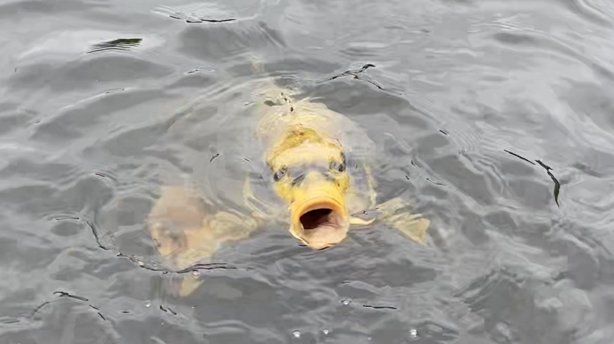 Tom Read tweet media