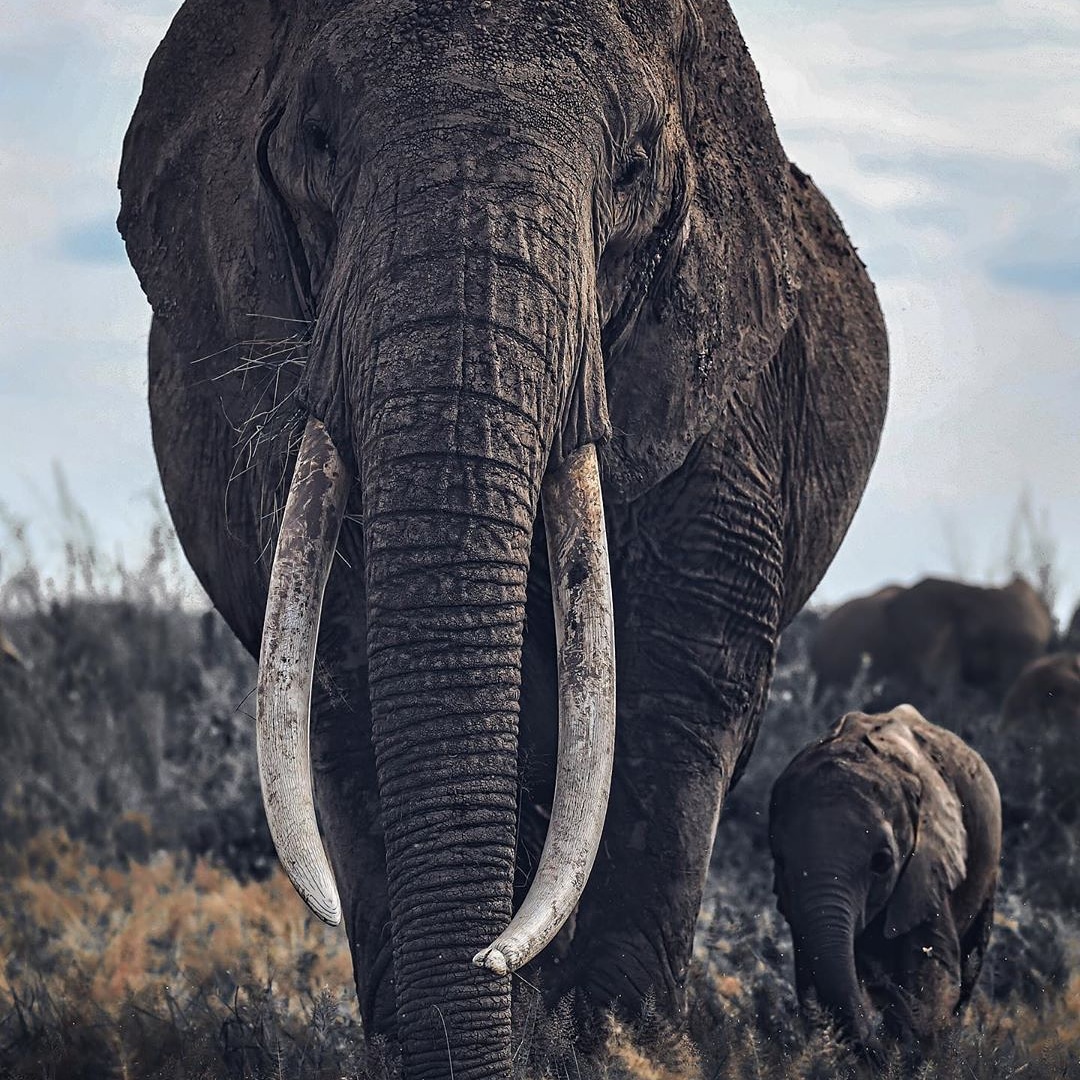Bountifulsafari's tweet photo. Mother Elephant &amp; Calf at Amboseli.
📸: Mark Drury.

Join our weekly departures on Saturdays to Amboseli.

[Rates are per person sharing]
•Zebra Plains Amboseli- Ksh 18,000
•Amboseli Serena- Ksh 16,900
•Oltukai lodge- Ksh 16,600

DM US/CALL 0724592707
#BOUNTIFULDeals https://t.co/pKdEVQ4T3r