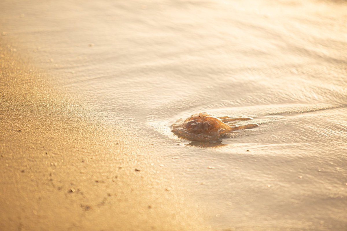 laceybeth84's tweet photo. Excited to share this item from my #etsy shop: Jellyfish on beach at sunset #jellyfish #nature #ocean #beach https://t.co/7gbCgwTSKd
 Beautiful digital photos! https://t.co/05VQcrwXeo