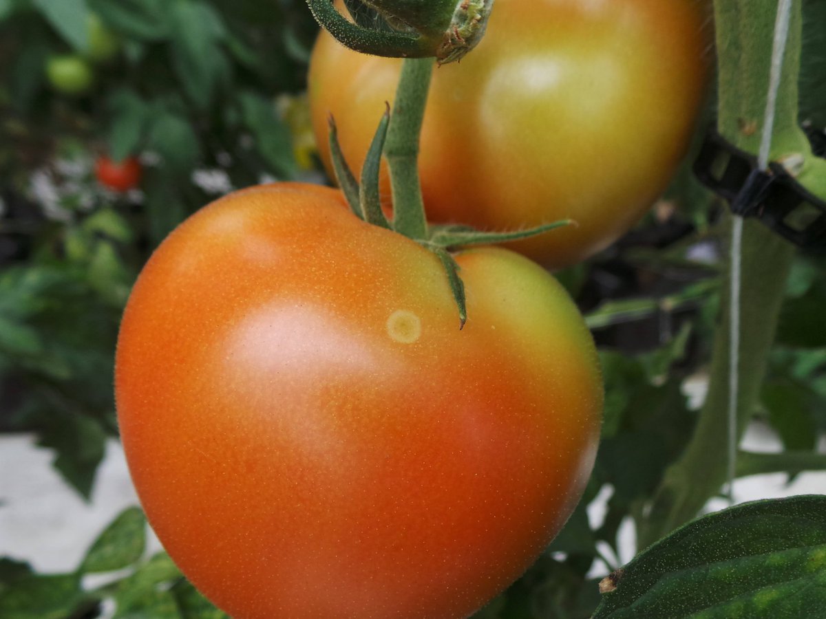 Penn State Extension Veggies, Berries, Mushrooms tweet media