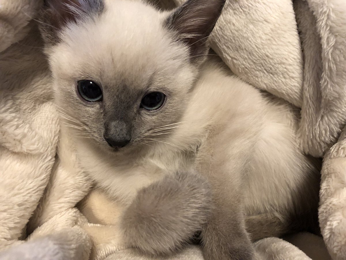 ロシアンブルーだけどね シャム猫の色変わりすぎ選手権 ぬこー様ちゃん Zwifter漫画家のイラスト