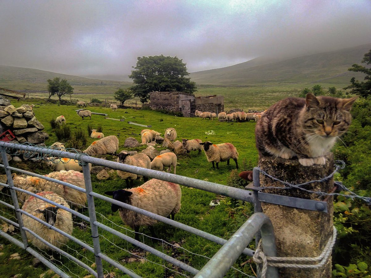 Beautiful Mourne Mountains, Co Down, N  #Ireland. Mournes are made up of 12 mountains with 15 peaks & include the famous Mourne wall (keeps sheep & cattle out of reservoir)! Area of Outstanding Natural Beauty. Partly  @NationalTrustNI. Daniel Mcevoy (with lovely cat!)  #caturday