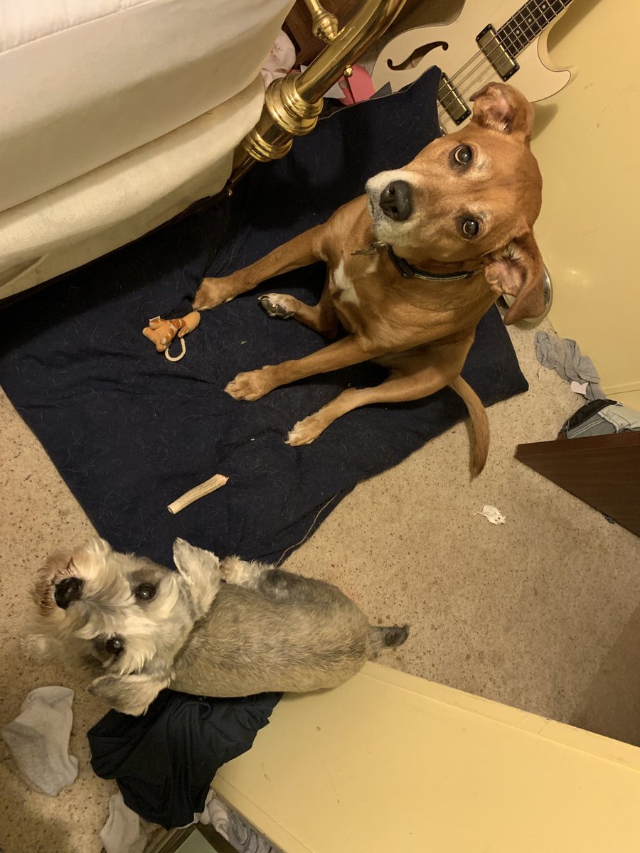 Dogs4DemsUP's tweet photo. Saturday morning meeting between committee members Scout and Smokie strategizing about DVC (Dog Voter Contact) to help elect ⁦@JoeBiden⁩ and #LeaveNoDoubt in November https://t.co/ttzJE64zMm