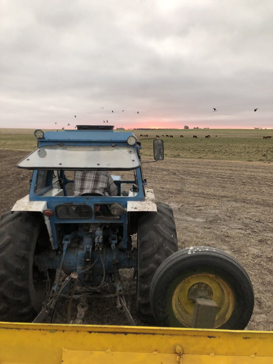 LolooN14's tweet photo. Ayer a última hora y con la lluvia corriendo de atras se terminó con la siembra de la nueva Festuca IGP15. @INIA_UY @urf_cooperativa https://t.co/5mzNyFDhNp