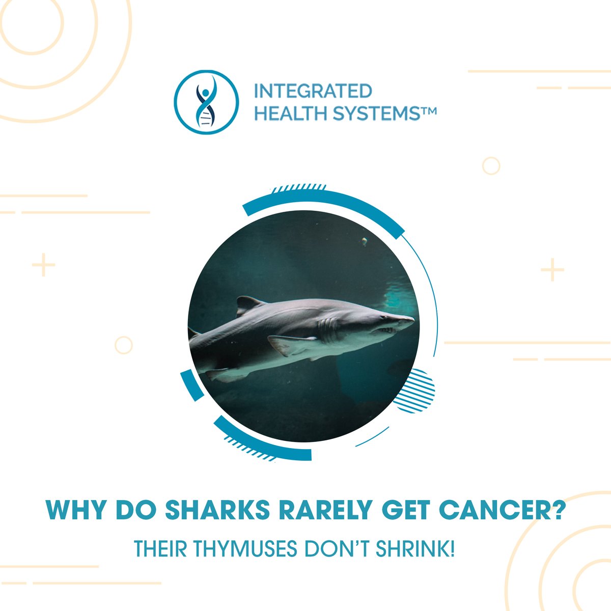 NewsInLongevity's tweet photo. Learn about  thymic restoration. 

https://t.co/SkuyZqlcVb

#immunesystem #health #immunesupport #covid #healthylifestyle #immunebooster #coronavirus #stayhealthy #corona #immune #virus #supplements #antioxidants #guthealth #natural #organic #bhfyp https://t.co/OKmQi9bBmF