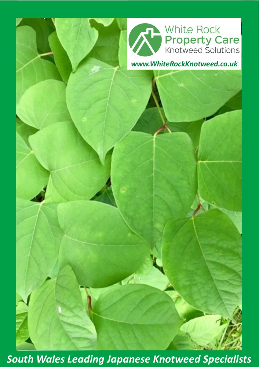 KNOTWEEDWALES's tweet photo. White Rock Knotweed Solutions are members of the Property Care Association   #InvasiveWeed Control Group, if you have #JapaneseKnotweed on your property or that of a neighbouring property, get in touch with South Wales leading #Knotweed specialists. https://t.co/catGypcwlx