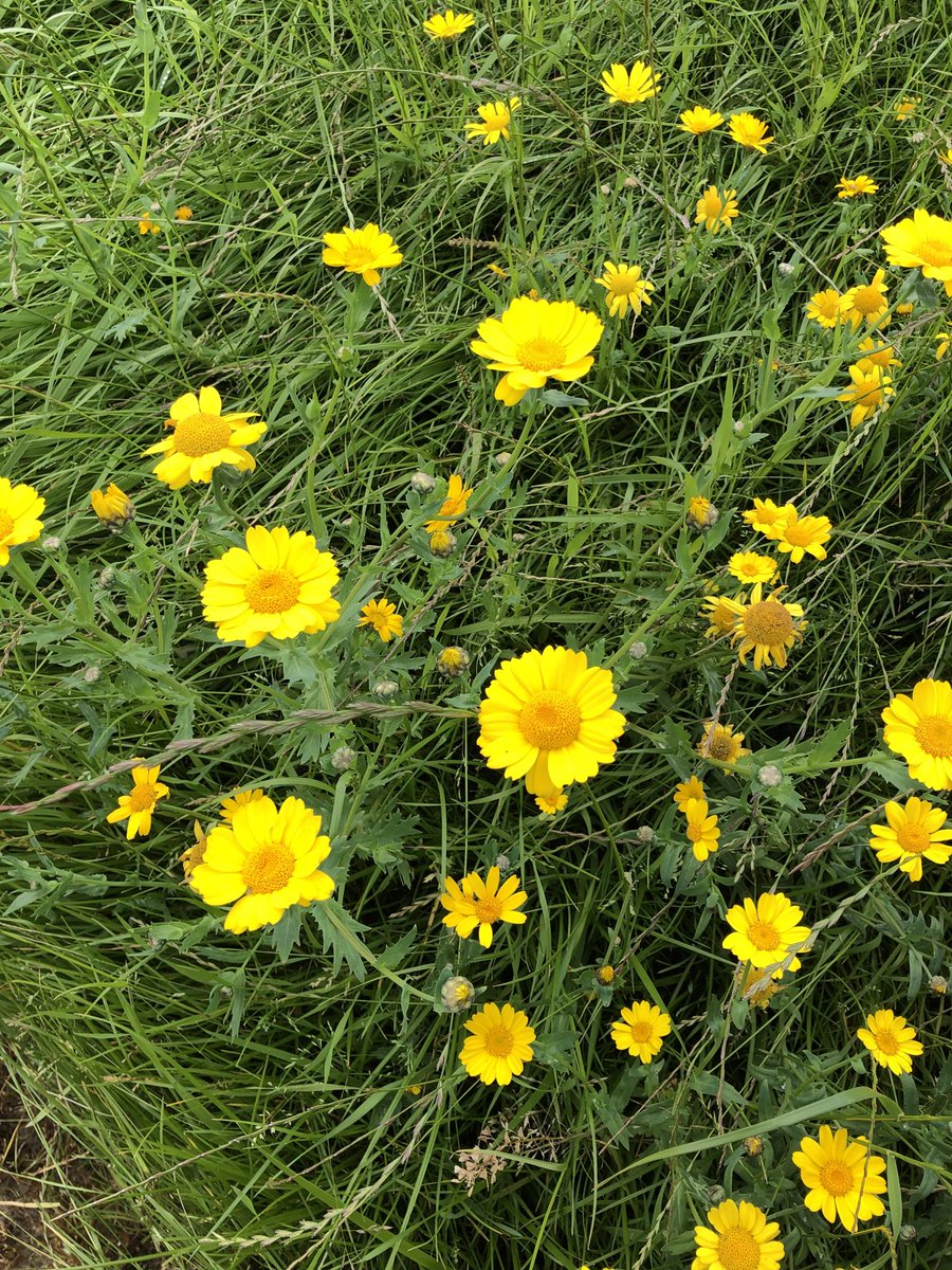 BackFarming's tweet image. Corn marigold. Lovely flower. ⁦@BioDataCentre⁩