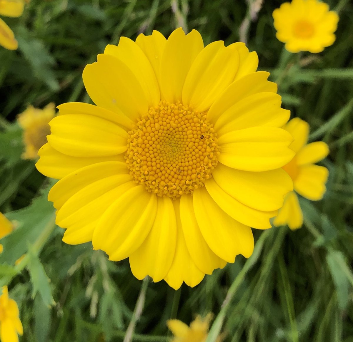 BackFarming's tweet image. Corn marigold. Lovely flower. ⁦@BioDataCentre⁩