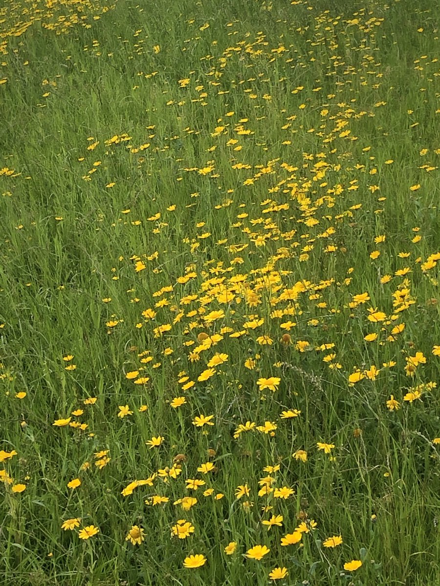 BackFarming's tweet image. Corn marigold. Lovely flower. ⁦@BioDataCentre⁩