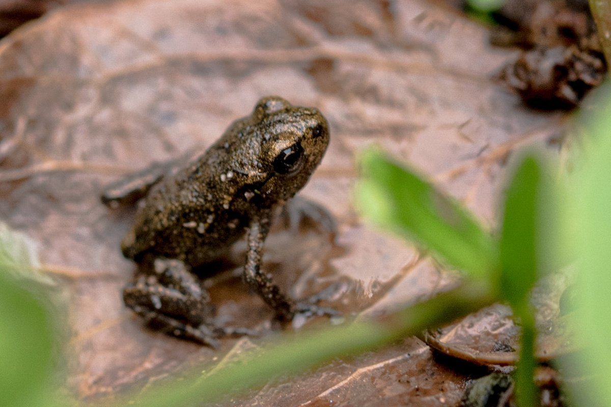 Saw lots of tiny frogs hopping about on my first visit to <a href="/WolseleyCentre/">The Wolseley Centre</a> since the lockdown eased 🐸 

#frog #wildlifephotography #macrophotography <a href="/MacroHour/">#MacroHour 🌿</a> <a href="/StaffsWildlife/">StaffsWildlife 🦔🍄🦇</a> <a href="/Natures_Voice/">RSPB</a>