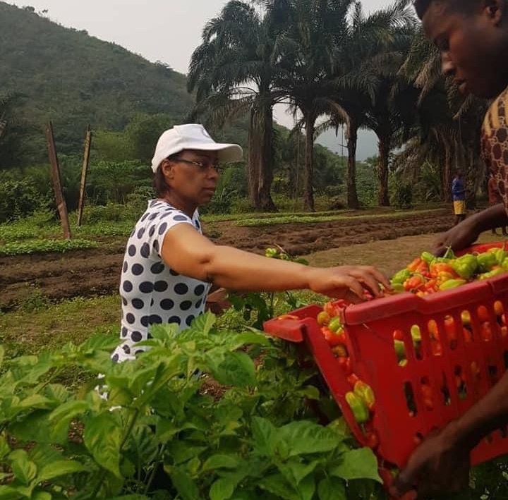 Récolte des piments quelques semaines après la semence, par la présidente de l'ONG Initiative Plus , Maman Olive LEMBE Kabila... #RDC