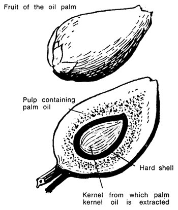 The fruit of the oil palm has three parts, the pulp, the seed, and the kernel.The pulp is the fleshy outer part. It contains palm oil. The seed is the hard inner part of the fruit (white in color)The kernel is inside the seed. It contains palm kernel oil.3/12.