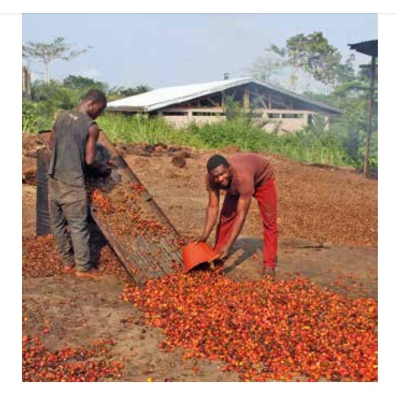 Cooking the FruitsAfter the clusters of fruits are harvested, the fruits are removed and cleaned of debris, then cooked in a large pot to soften them for oil extraction.Some oil is produced during this process. 5/12.
