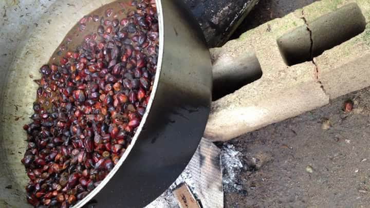 Cooking the FruitsAfter the clusters of fruits are harvested, the fruits are removed and cleaned of debris, then cooked in a large pot to soften them for oil extraction.Some oil is produced during this process. 5/12.