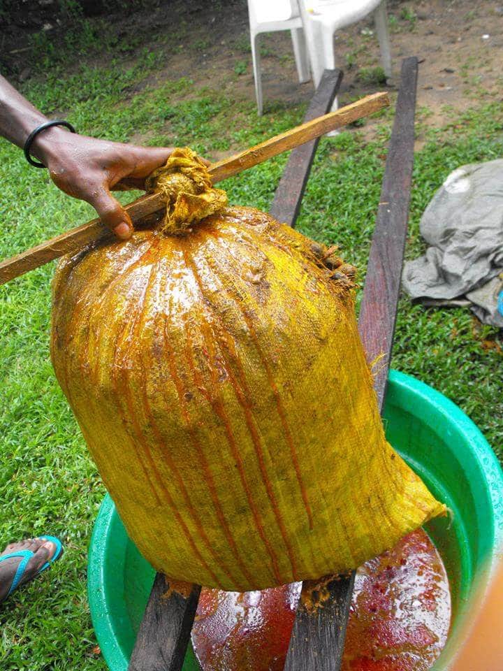 The Bag and Stick PresserWhen the cooked fruits are cold, workers pour them into bags.As shown in this photo, a stick is tied to the opening of each bag and tightened in a circular motion to crush and squeeze the fruits until the oil in the flesh of the fruits comes out6/12