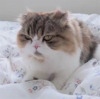 HereKittens's tweet photo. https://t.co/2glx50OFyH
