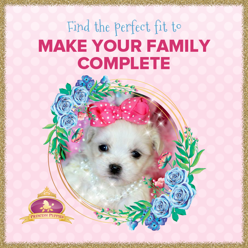 Princess Puppies (@anistonleigh) / Posts / X