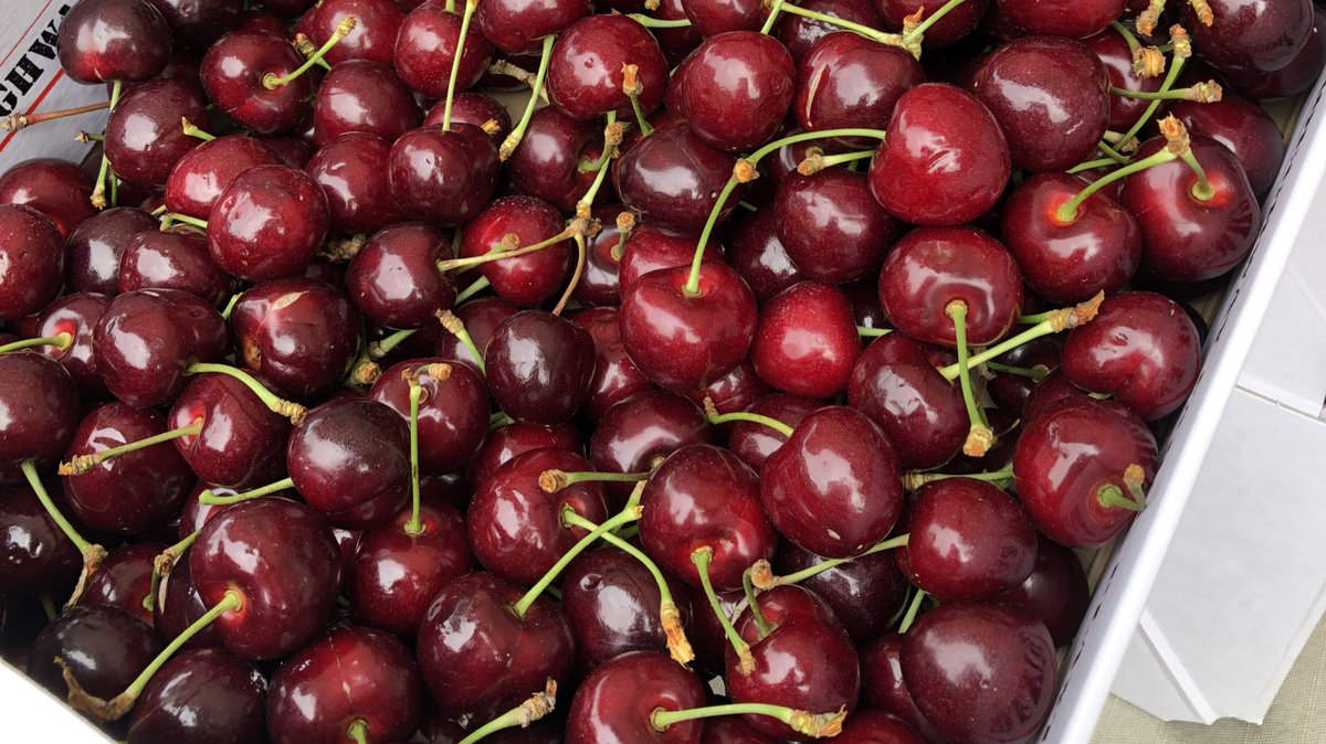 The perfect weather for sweet and juicy cherries from <a href="/nutfarmsuk/">Edward Lade</a>.