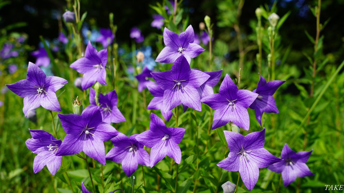 monster636ninja's tweet photo. 秋の七草の１つ桔梗が
星型の花弁を広げ
池の畔にたくさん咲いていました
開花期間も初夏から秋まで
長く楽しめます🌼 https://t.co/eXyMmyfoJs