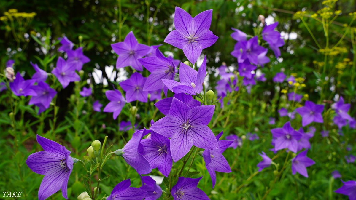 monster636ninja's tweet photo. 秋の七草の１つ桔梗が
星型の花弁を広げ
池の畔にたくさん咲いていました
開花期間も初夏から秋まで
長く楽しめます🌼 https://t.co/eXyMmyfoJs