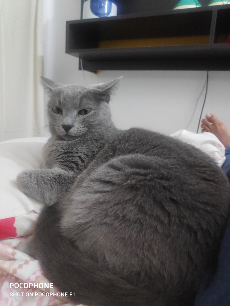 Pairiok's tweet photo. Bom dia meus lindos do tt!! Olha quem veio me fazer companhia minha princesinha, tomara que nos traga sorte, hoje é dia pressão alta, infarto, adrenalina depois da semana passada voltamos ter esses sintomas, mais acredito daremos a volta por cima, #GOpaiN #GOguerreiros
#GOcaca https://t.co/EDCNSHZ5X5