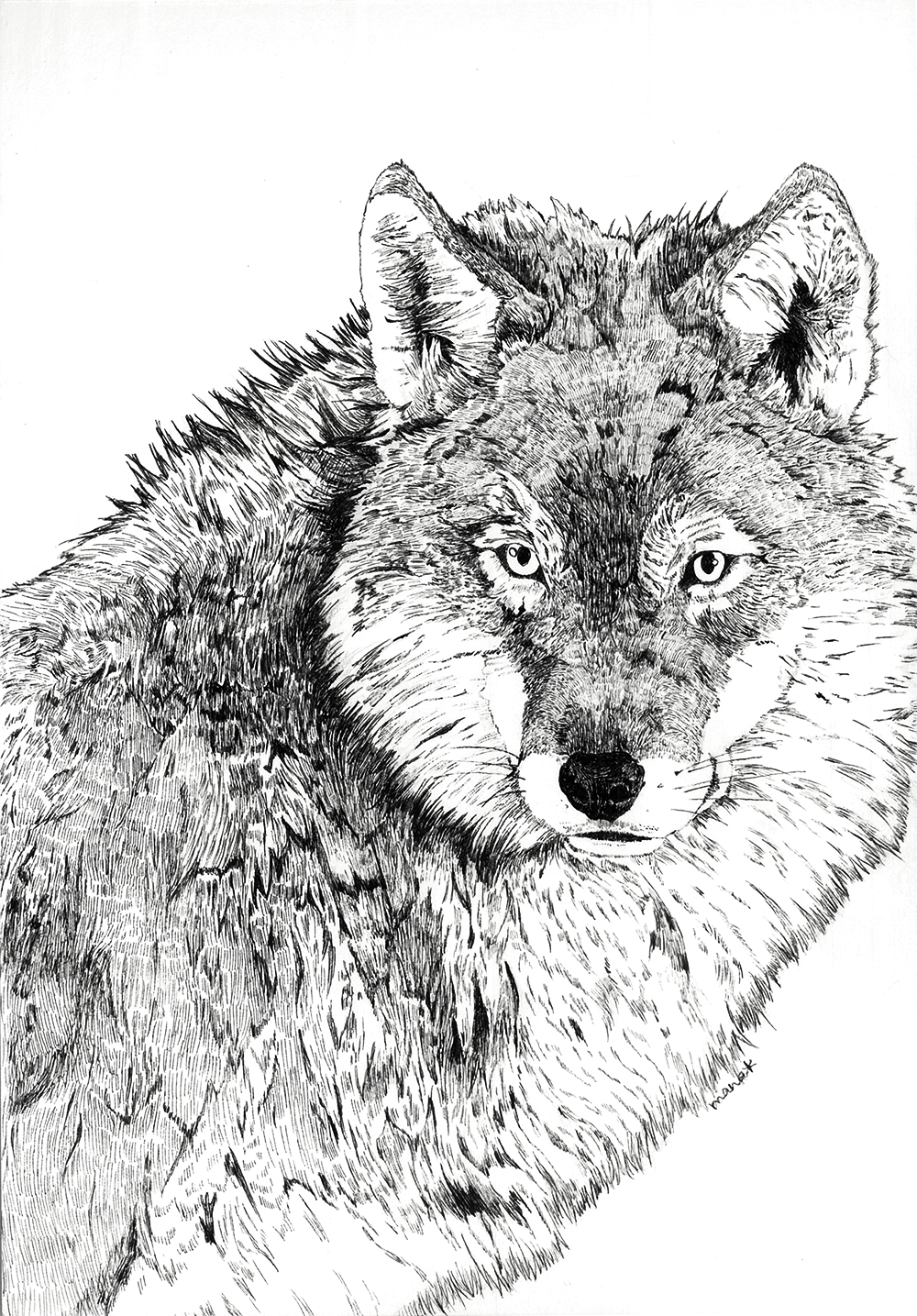 Twitter 上的 マナ Mana あわよくばあわよくば オオカミなど動物のペン画や銅版画をたくさん描いてます よろしくお願いします 作品を見て下さいあわよくばフォローしてください祭 T Co Sfjbv2sssm Twitter