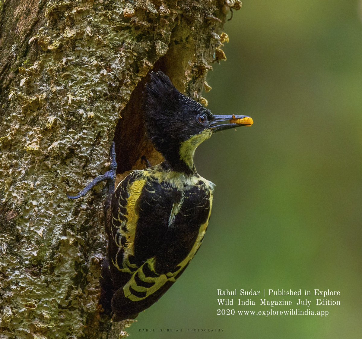 It was a very cold evening at thattekad #kerala. We walked about three kilometres inside the woods, hoping to see a heart spotted #woodpecker in its #habitat. 

Read More under people section in our July Issue 2020 Subscribe at explorewildindia.app

Photo : Rahul Sudar