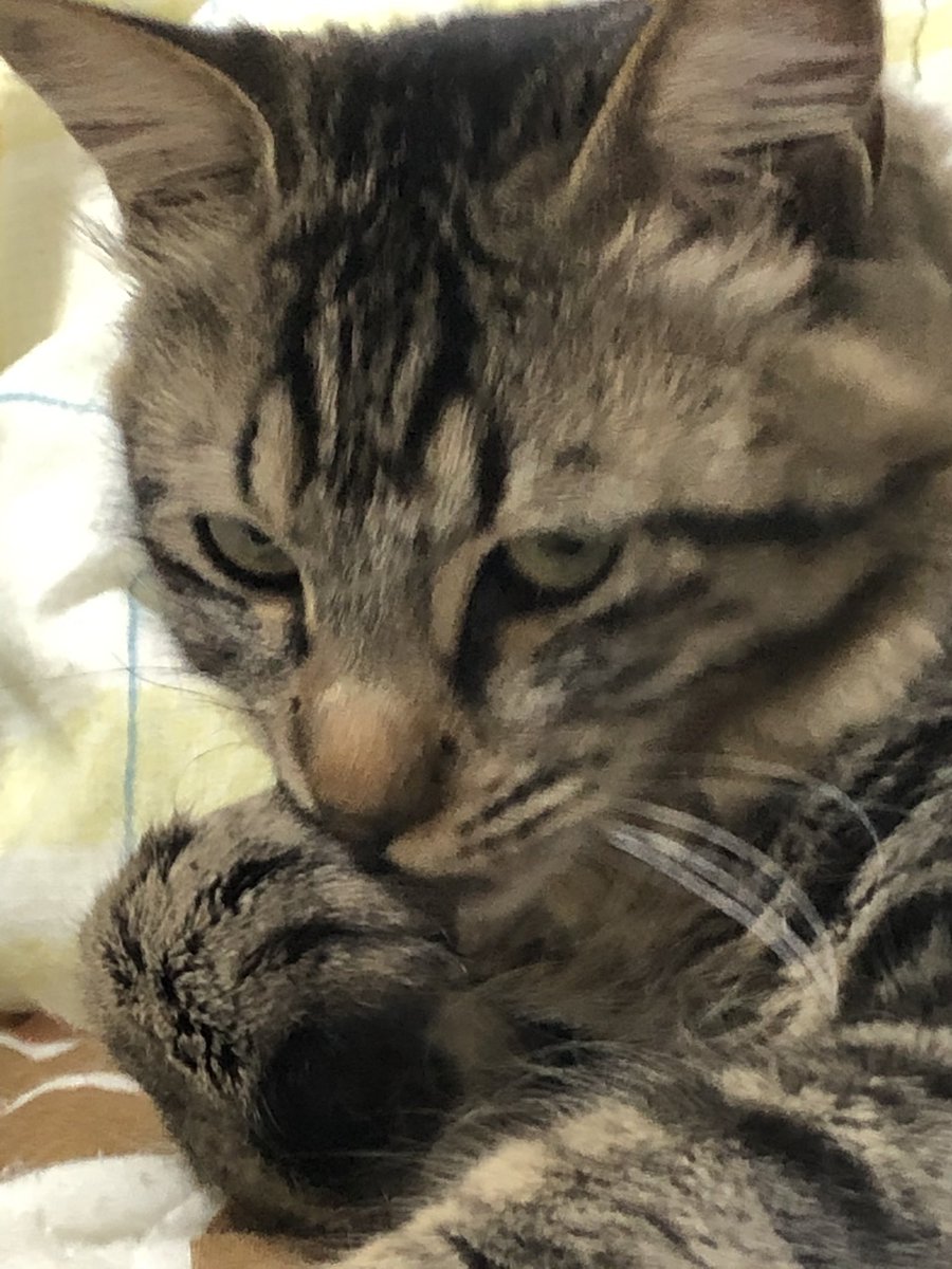 #土アップ祭 
#猫好きさんと繋がりたい 
#猫との暮らし #猫のいる生活 #キジトラ #pleasantcats #meow #cat #にゃんだふるらいふ #ペコねこ部