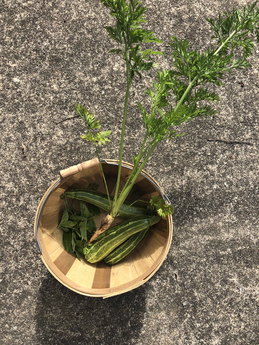 Our first humble but meal worthy harvest... this evening we will harvest a bunch of green beans for pickling too