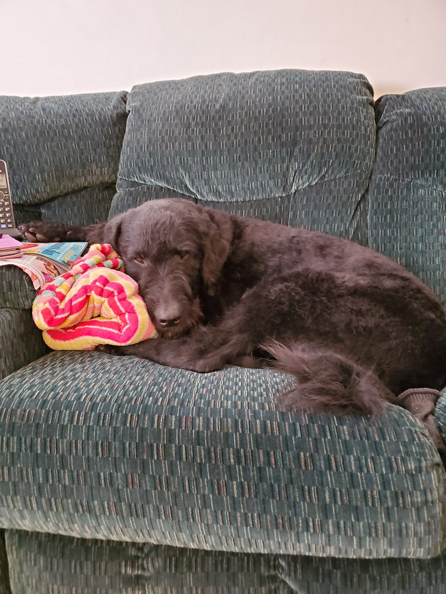 oh yeah and look at my dog