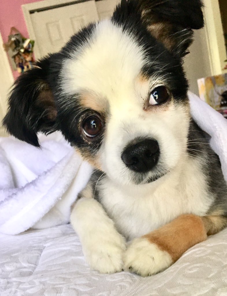 HedrixCathy's tweet photo. #Dogs4Biden - https://t.co/DCIIto6mjH