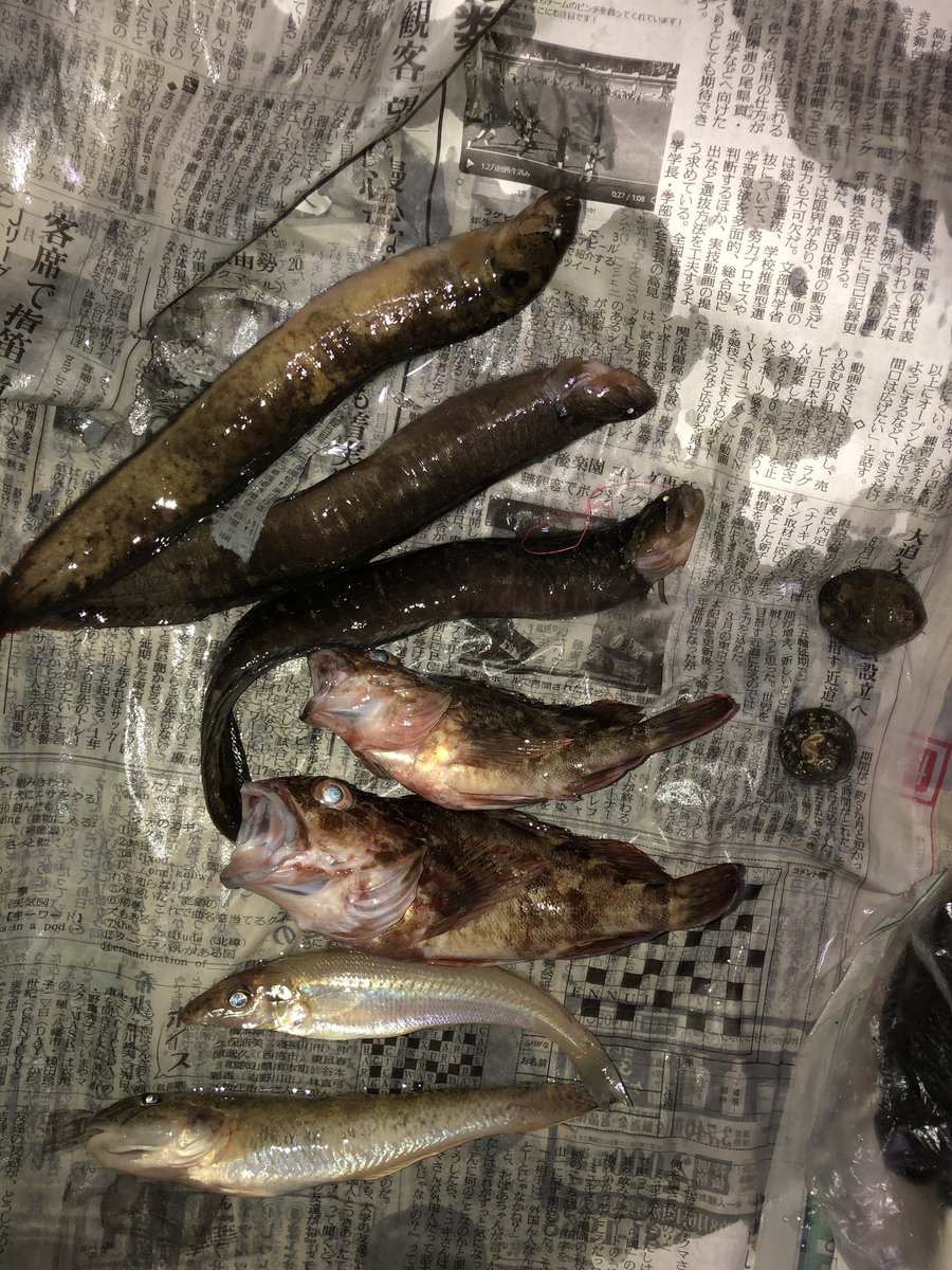 釣り好きミクロ 釣り 岡山 投げ釣り 穴釣り 沙美海岸 いやー疲れた暑いし肌焼けた 場所 沙美海岸 天候 晴れのうち曇り 釣り方 投げ 穴釣り 潮 中潮 合計が6時間釣った で 釣れた魚が キス 1匹 カサゴ 2匹 ハゼ 1匹 で 初めて釣った ギンポ 3匹 計 7匹