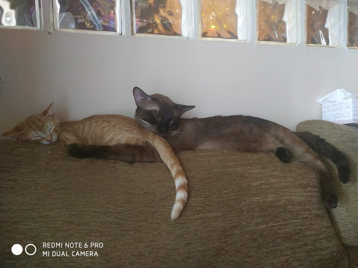 EriicTv's tweet photo. Ojete y nugget haciendo lo mejor que saben hacer xD #gatos #dormir #denoche #molestan https://t.co/SgJIk0qxjH