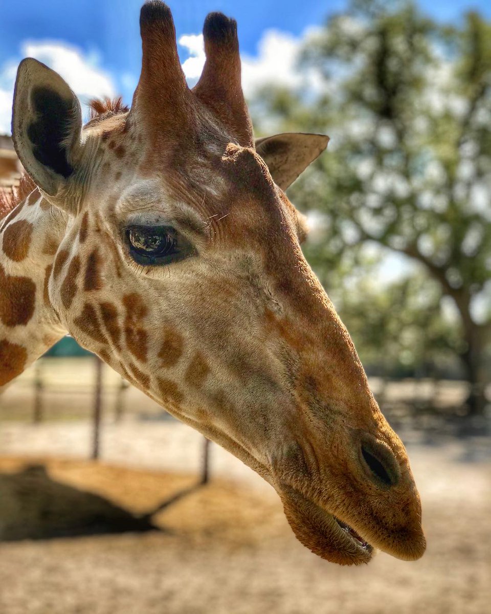 GiraffeRanchFL's tweet photo. Visitor @charleybelcher captured this elegant beauty. Plan your family #weekend with us today! https://t.co/wBG455OSft