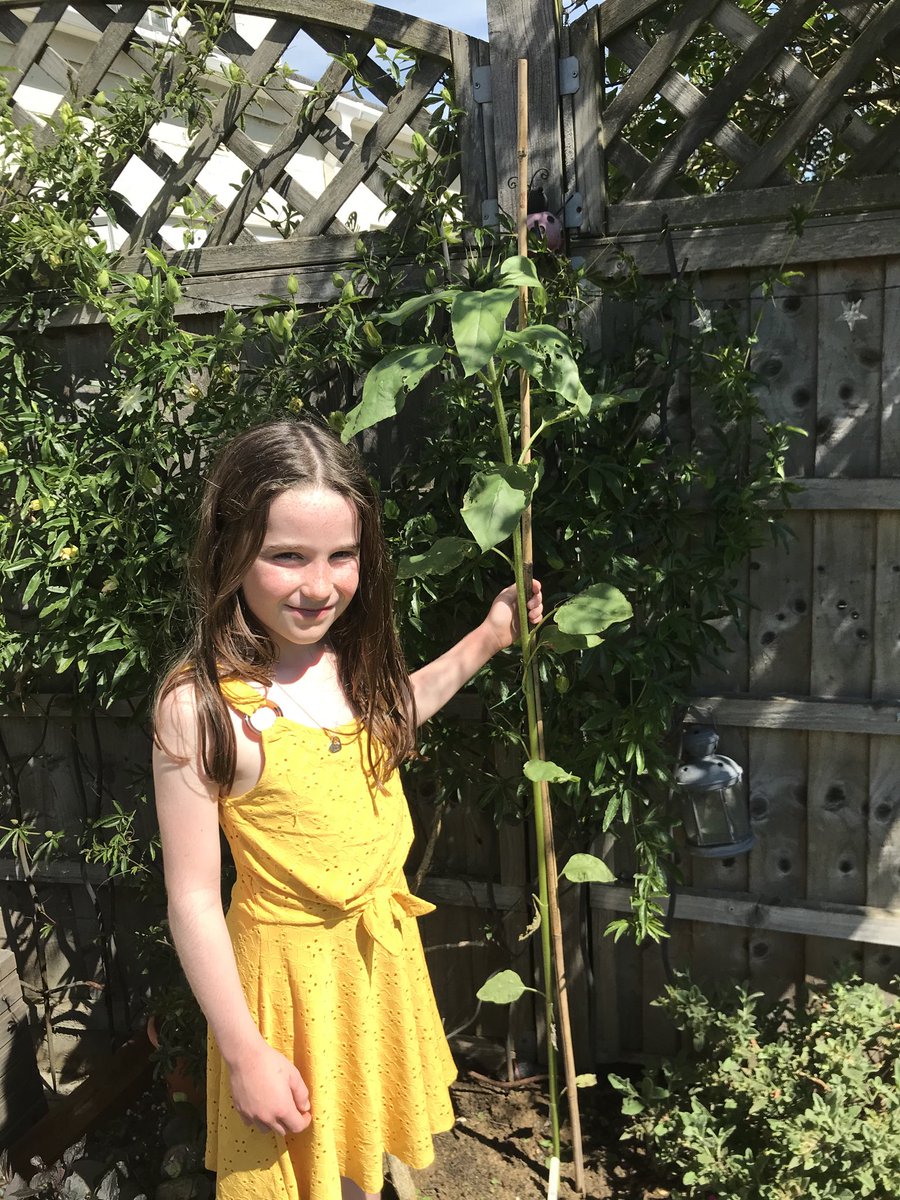 Mer229's tweet image. ⁦@LarchwoodPS⁩ we did our own sunflower competition this year - only 1cm in it!!! 🌻🌻