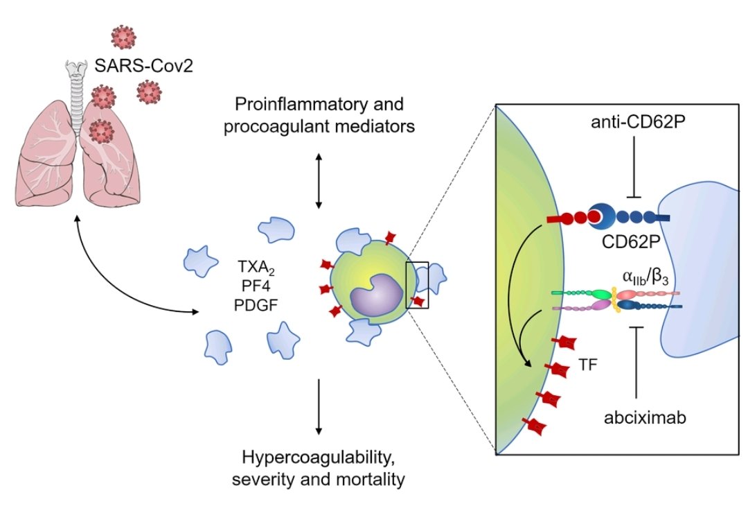 Excited to share our #COVID19 paper just published in @BloodJournal .

In this report we identify one of the mechanisms by which patients with COVID-19 present increased risk of thrombosis.

ashpublications.org/blood/article/…