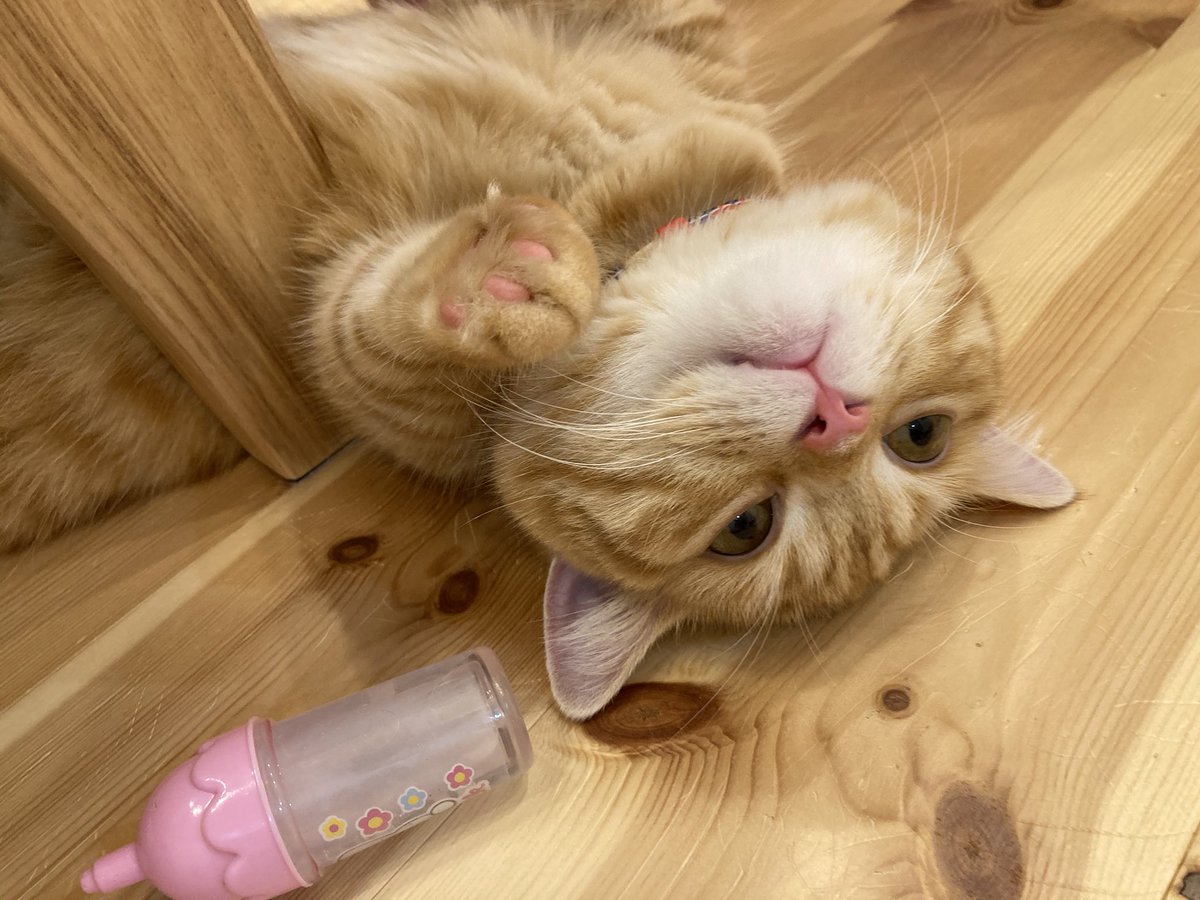 puuuutttyo's tweet photo. 足下来てすぐ(寝てます) https://t.co/e3e81iliWH