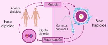 f_secin's tweet photo. @GloriaAlvarez85 Biologia de 2o año. Un espermatozoide es una célula haploide, contiene un solo juego de cromosomas o la mitad (n, haploide) del número normal de cromosomas. El ser humano en etapa embrionaria (embrion) tiene celulas totipotenciales capaces de desdiferenciarse para formar organos https://t.co/YbHoYf4WRj