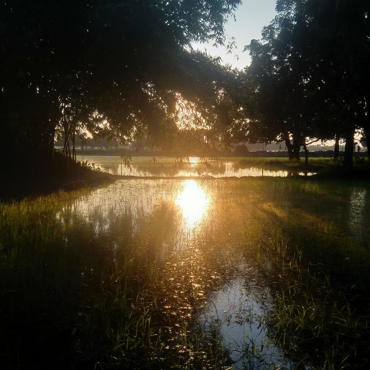 SceneShazars's tweet photo. Reflection of sunset rays through sea water.
#sceneshazars
#sunsetrays #reflection #sunlightreflection https://t.co/iExcoWyPBa