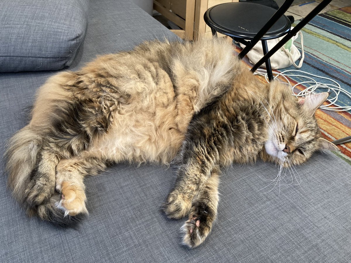 hodathecat's tweet photo. working hard to set a good example of self-care for my people! 😻😽😸 

#QuarantineCats #Caturday https://t.co/tuGpuwzGAg