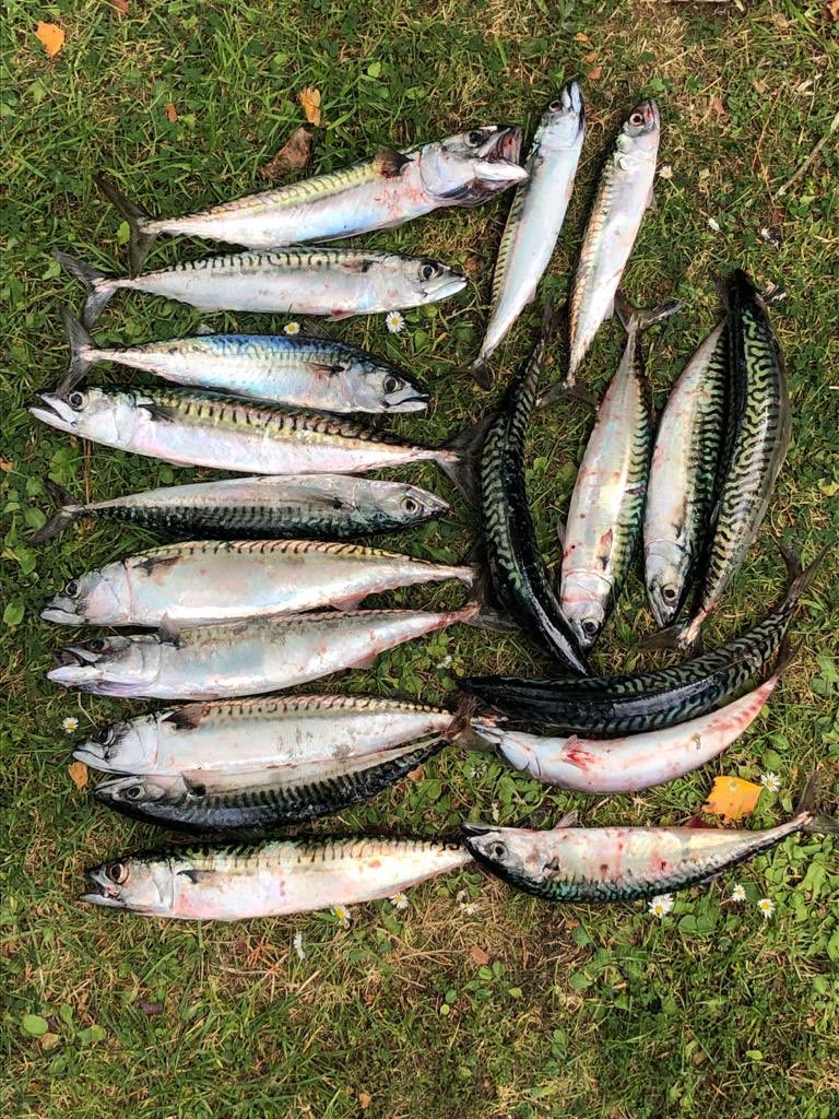 proftimdodwell's tweet photo. Catch of the day! Yummy tea tonight! #makerel #Cornwall https://t.co/QjV2eRyriu