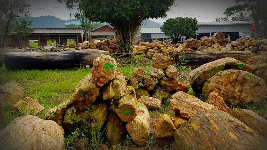 Look at our garden at Petrified Wood Indonesia. We have a lot of material from petrified wood to make the best furniture product.

#Petrifiedwood #rhyolite #gemstonebeads #semiprecious #semipreciousstones #beads #20mm #iguanabeads #beadstore #beadshopping #africanopal #pinko…