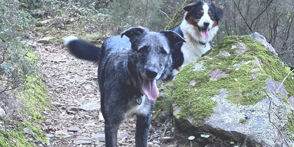 LoveDogs_fr's tweet photo. On profite des weekends pour faire de plus longues balades et explorer nos terres catalanes avec #Nolo et #Ora comme ici du côté d'#Argelès... Comme pour tous les chiens, ces promenades régulières sont un de leurs moments préférés et un élément-clé de leur bien-être ! 🐶🐺🐾 https://t.co/BDZUeZyEA2
