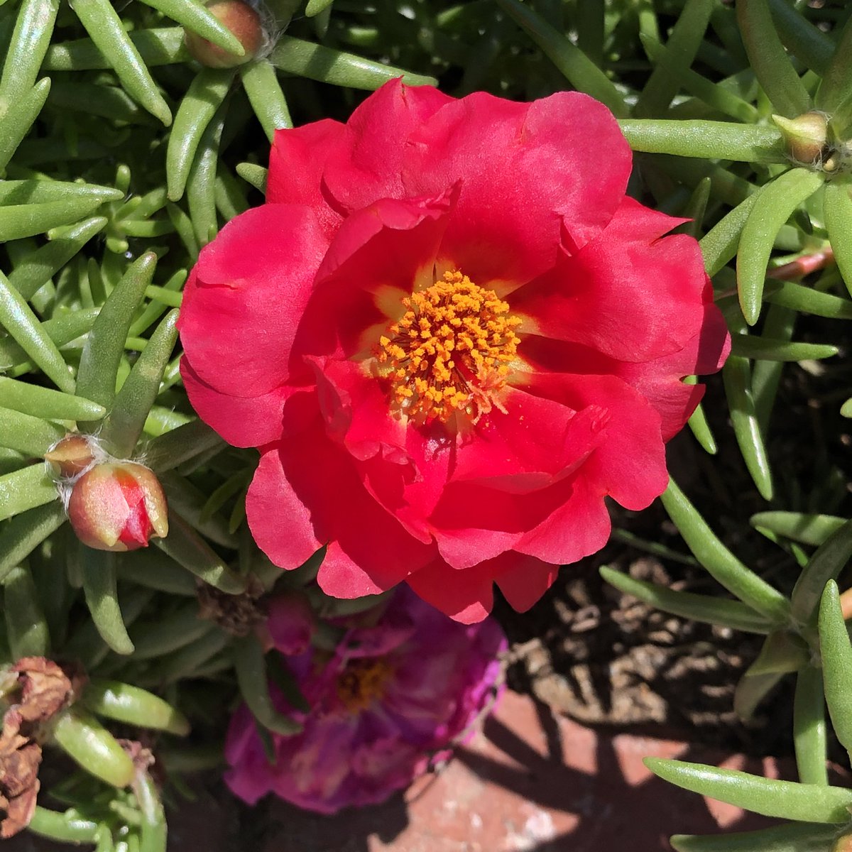 orchid_porn's tweet photo. Portulaca grandiflora, or moss rose, is a drought and heat tolerant annual native to hot, dry plains in Argentina, southern Brazil, and Uruguay. #Flowers #Garden #succulent #gardening #nature #photography https://t.co/oRdNKeXm3i